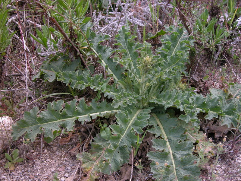 Verbascum sinuatum